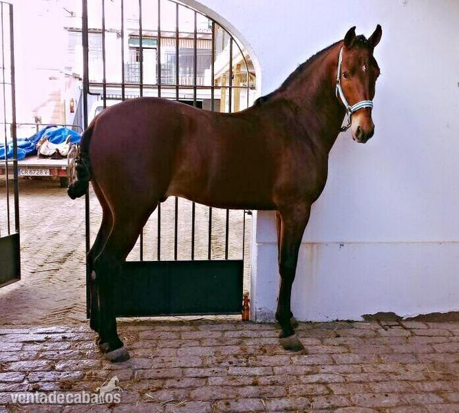Cruzado {TYPE}