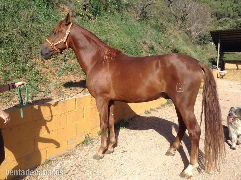 Caballo 6 años,alazán,PRE in 
