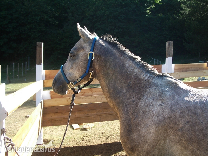 Caballos Árabes Arabe - venta PRA. INSOLENTE