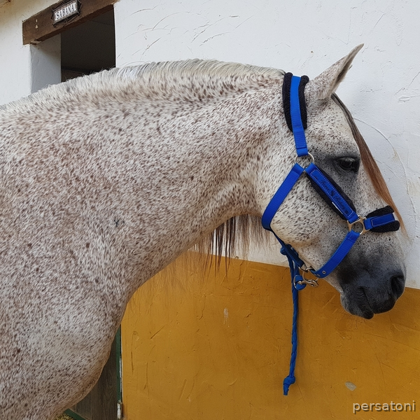 Caballos Pura Raza Española (P.R.E.) Pura Raza Española - Precioso PRE 1.70 sano supernoble domado