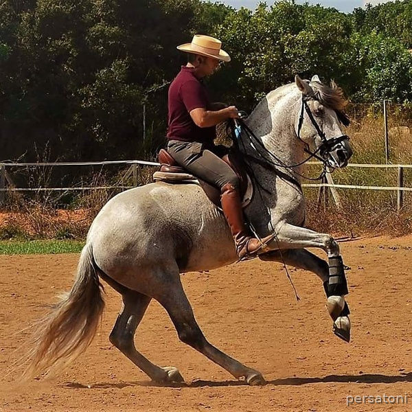 Precioso PRE 1.70 sano supernoble domado - Caballos Pura Raza Española (P.R.E.) Pura Raza Española
