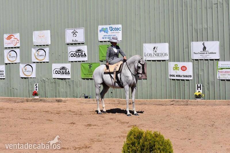 Caballos Capados Anglo árabe - Caballo anglo árabe domado en vaquera 