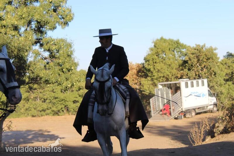 Caballo anglo árabe domado en vaquera  - Caballos Capados Anglo árabe