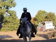 Caballo anglo árabe domado en vaquera 