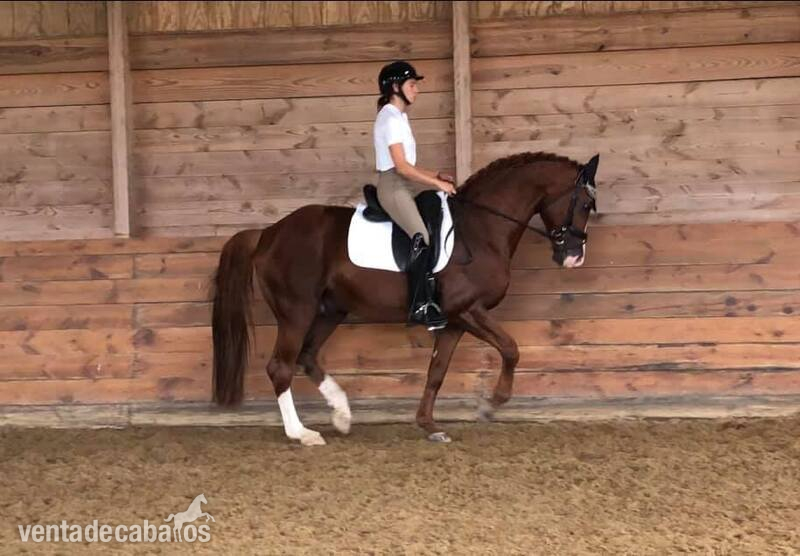 Irish Sport Horse