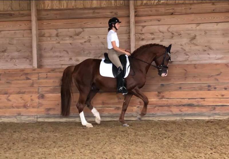 Irish Sport Horse