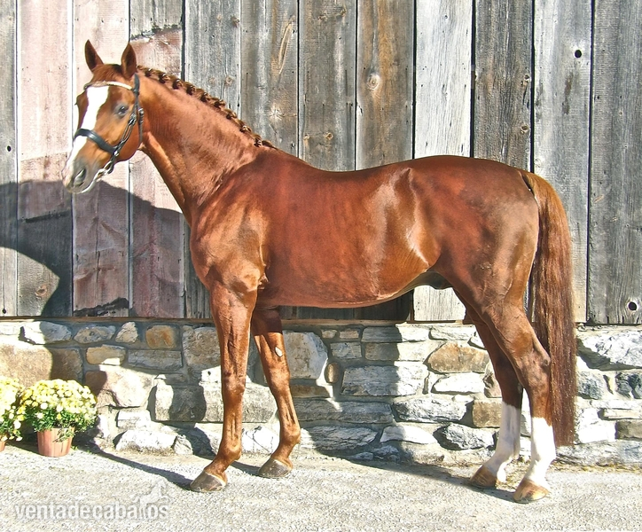 Irish Sport Horse {TYPE}