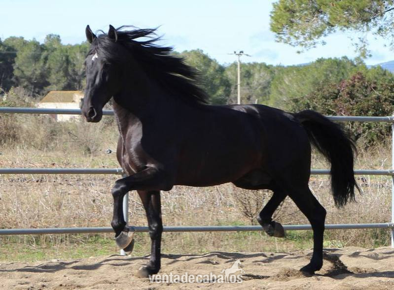 VENON: un caballo negro espectacular in 