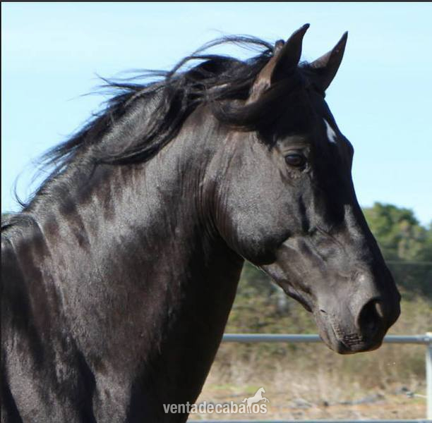 Cruzado {TYPE}