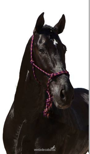 Caballos Enteros Cruzado - VENON: un caballo negro espectacular