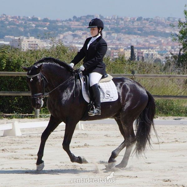 VENON: un caballo negro espectacular - Caballos Enteros Cruzado