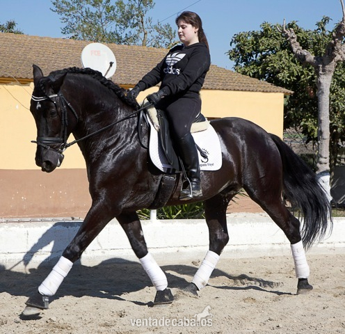 VENON: un caballo negro espectacular - Caballos Enteros