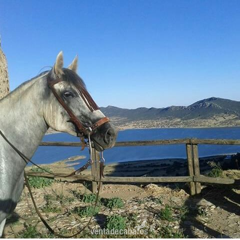 Andaluz