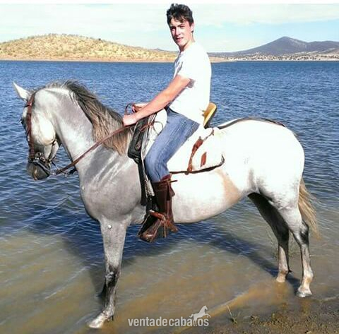 Caballos Pura Raza Española (P.R.E.) Andaluz - Vendo Yegua con 5 años muy noble 