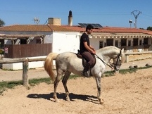 Caballo PRE 2011 capado