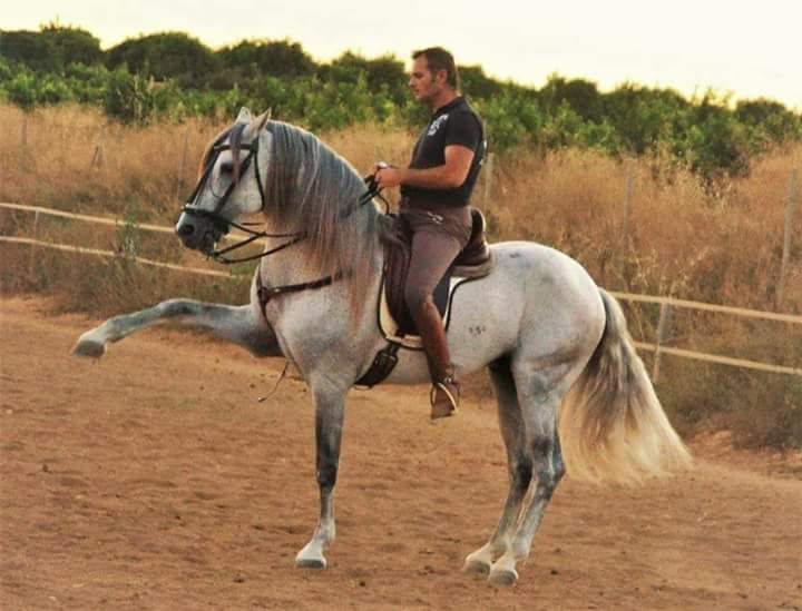Precioso PRE 1.70 sano supernoble domado in 