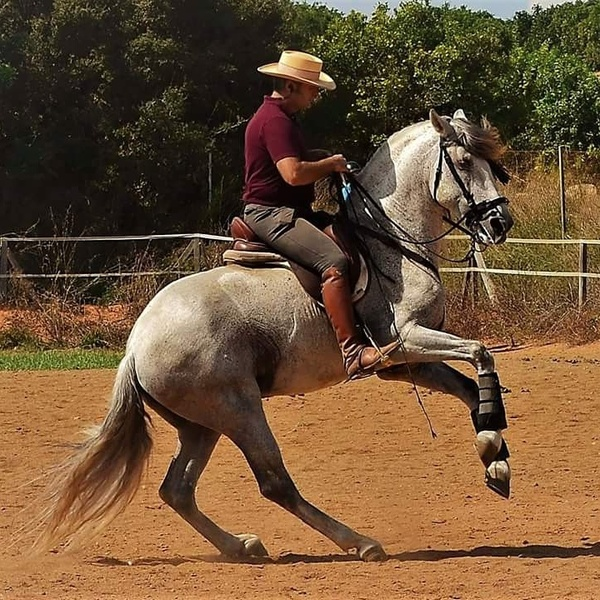 Precioso PRE 1.70 sano supernoble domado - Caballos Pura Raza Española (P.R.E.) Pura Raza Española