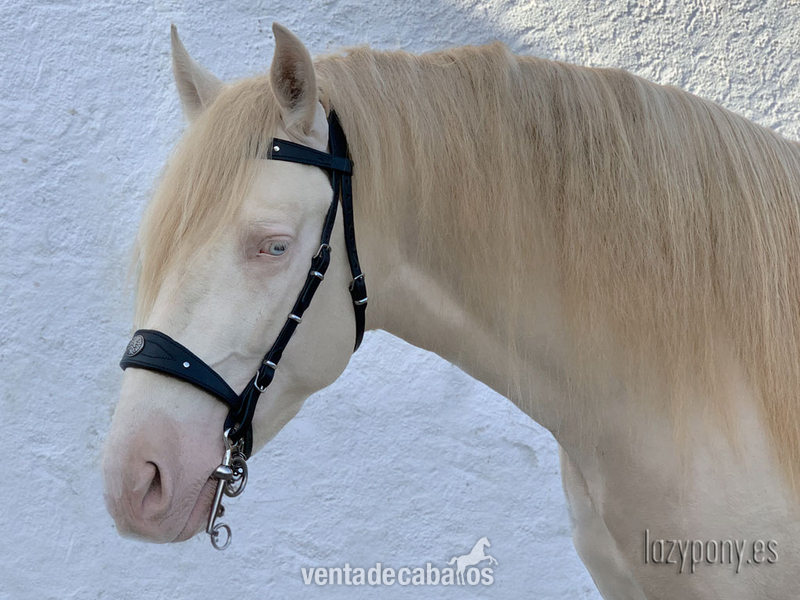 Cabezada barroca Lazypony\ Baroque bridle Lazypony in 