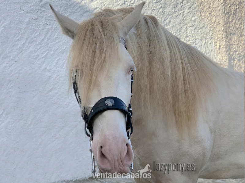 Cabezada barroca Lazypony\ Baroque bridle Lazypony
