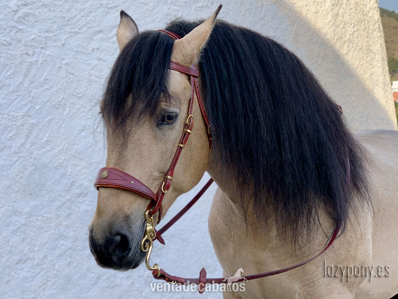 Cabezada barroca Lazypony\ Baroque bridle Lazypony - Artículos de hípica in 