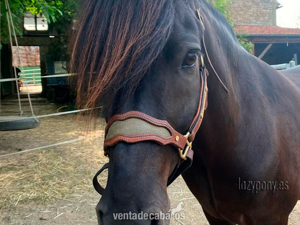 Muserola reemplazable Lazypony, replaceable noseband Lazypony for halters in 