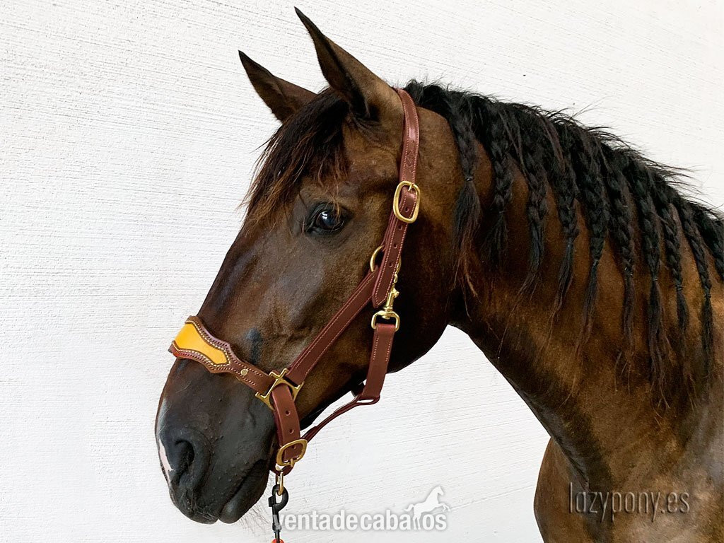 Muserola reemplazable Lazypony, replaceable noseband Lazypony for halters - Artículos de hípica