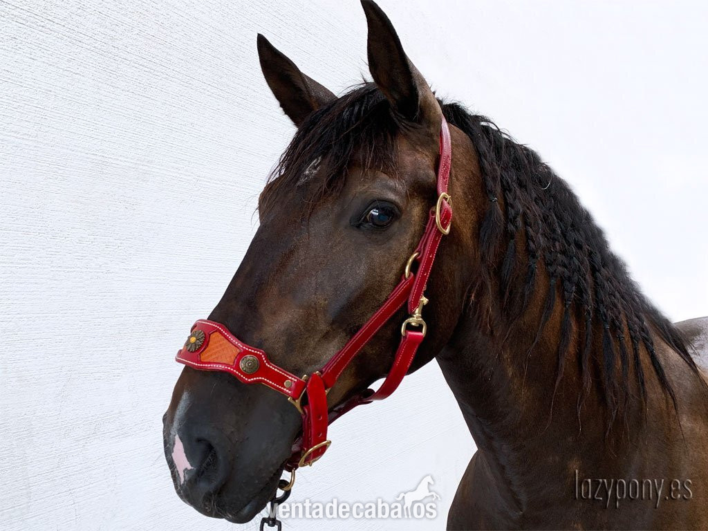 Muserola reemplazable Lazypony, replaceable noseband Lazypony for halters 