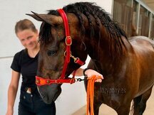 Muserola reemplazable Lazypony, replaceable noseband Lazypony for halters