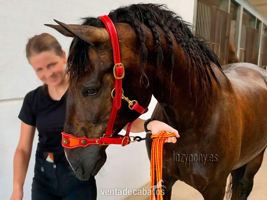 Artículos de hípica - Muserola reemplazable Lazypony, replaceable noseband Lazypony for halters in 