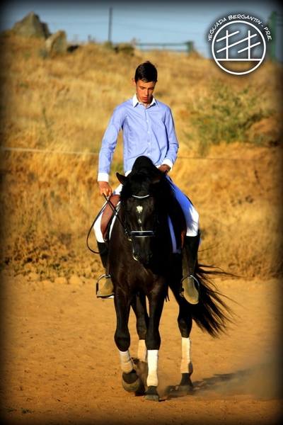 Caballos Pura Raza Española (P.R.E.) Pura Raza Española - SE VENDEN PRE MUY FUNCIONALES!!!