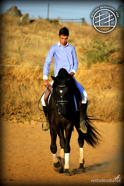 Caballos Pura Raza Española (P.R.E.) Pura Raza Española - SE VENDEN PRE MUY FUNCIONALES!!!