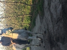 Se vende caballo