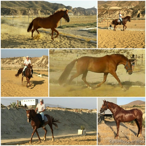 Hispano-Arabe muy espectacular! in 