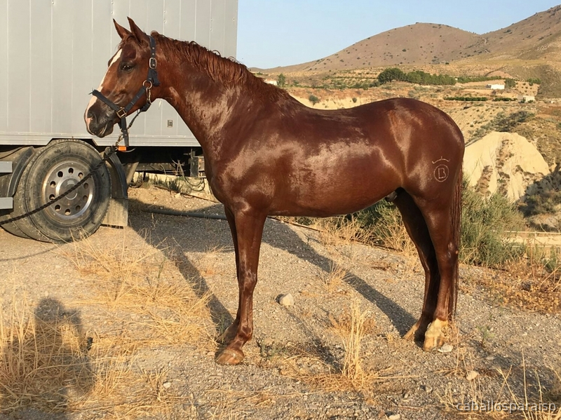 Hispano-Arabe