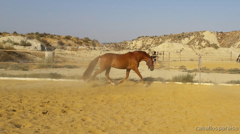 Caballo Hispano Árabe Hispano-Arabe - Hispano-Arabe muy espectacular!