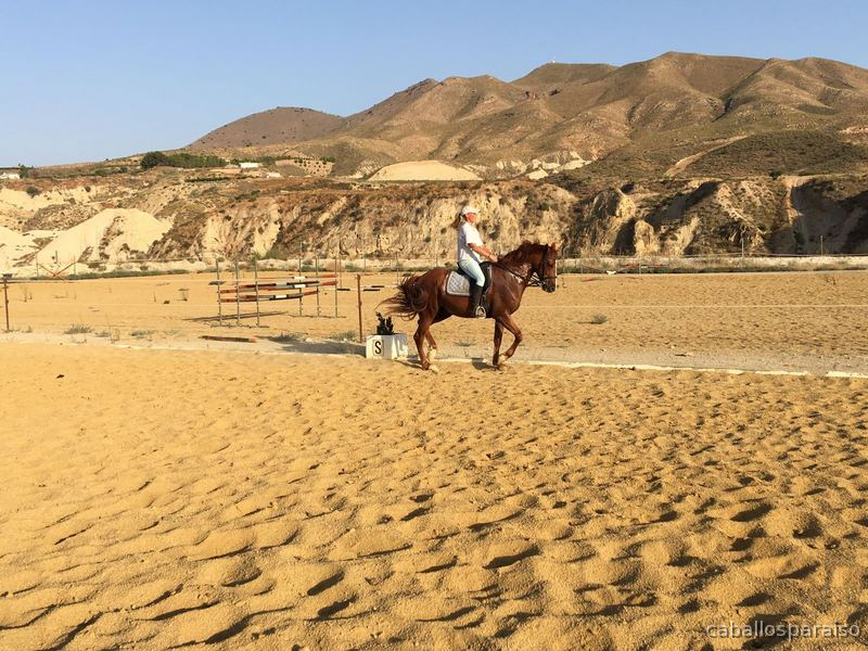 Hispano-Arabe muy espectacular! - Caballo Hispano Árabe Hispano-Arabe