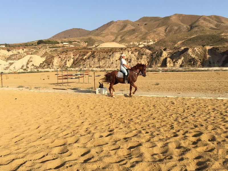 Hispano-Arabe muy espectacular! - Caballo Hispano Árabe Hispano-Arabe