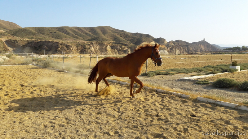 Hispano-Arabe muy espectacular! - Hispano-Arabe
