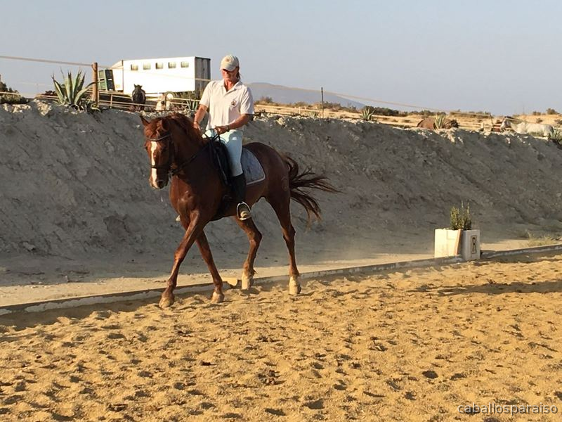 Hispano-Arabe muy espectacular! - Caballo Hispano Árabe
