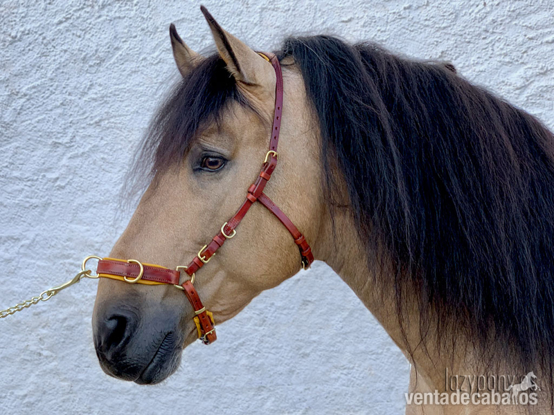 Cabezada serreta Lazypony\ Handmade leather cavesson Lazypony