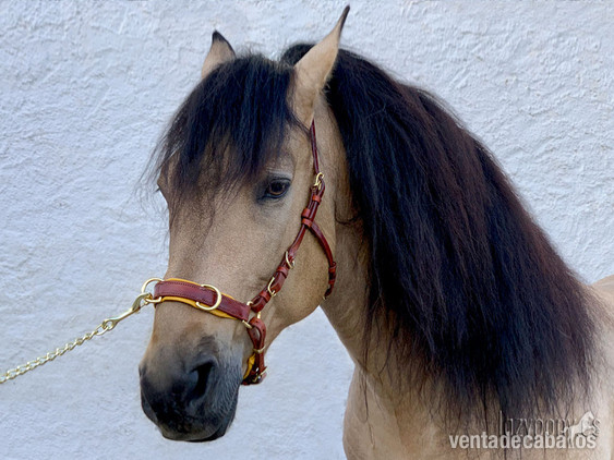 Cabezada serreta Lazypony\ Handmade leather cavesson Lazypony in 