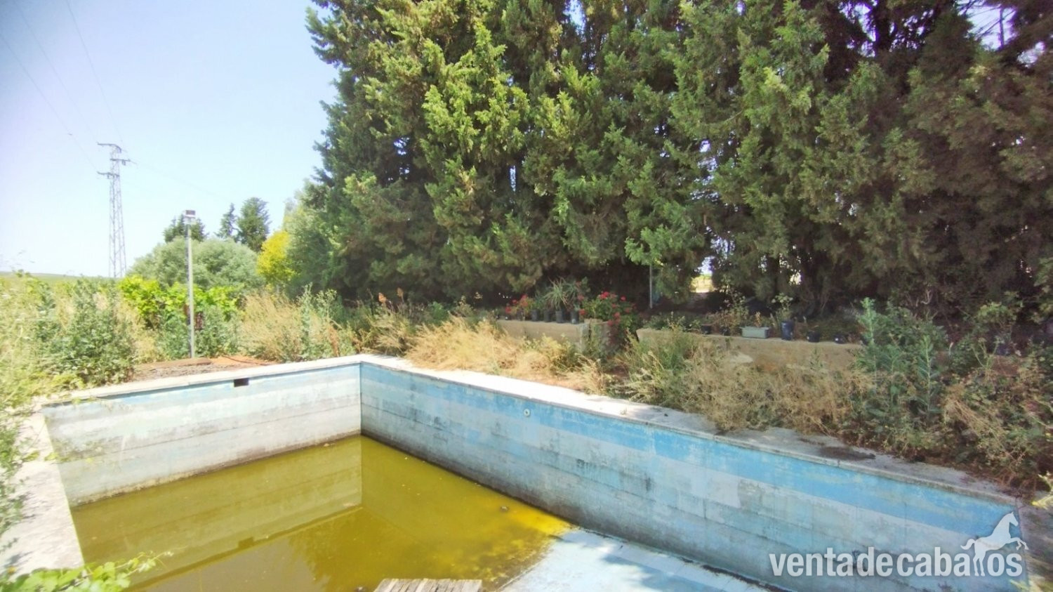 Andalucia, Cadiz, Bornos - Finca 52 en venta Bornos