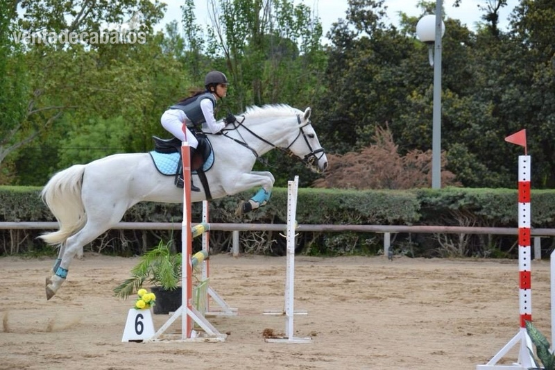 Vendo Poni D de Competición - Salto in 
