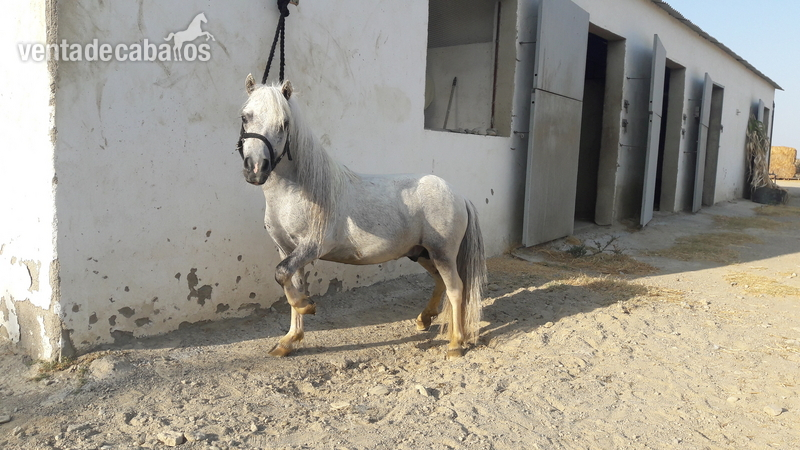 Poni miniatura entero in 