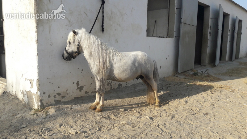 poni miniatura