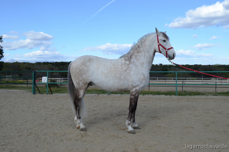 Lusitano puro 9 años  in 