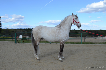 Lusitano puro 9 años 