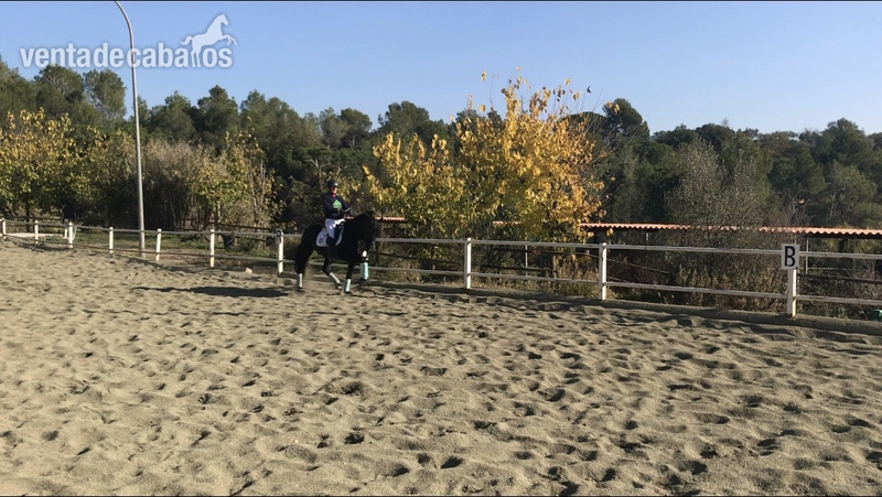 Se CEDE caballo P.RE  in 