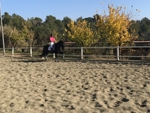 Se CEDE caballo P.RE 