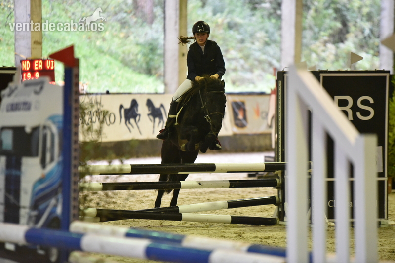 VENDO PONY "B" SALTO SUBCAMPEON DE ESPAÑA 2.019,  in 